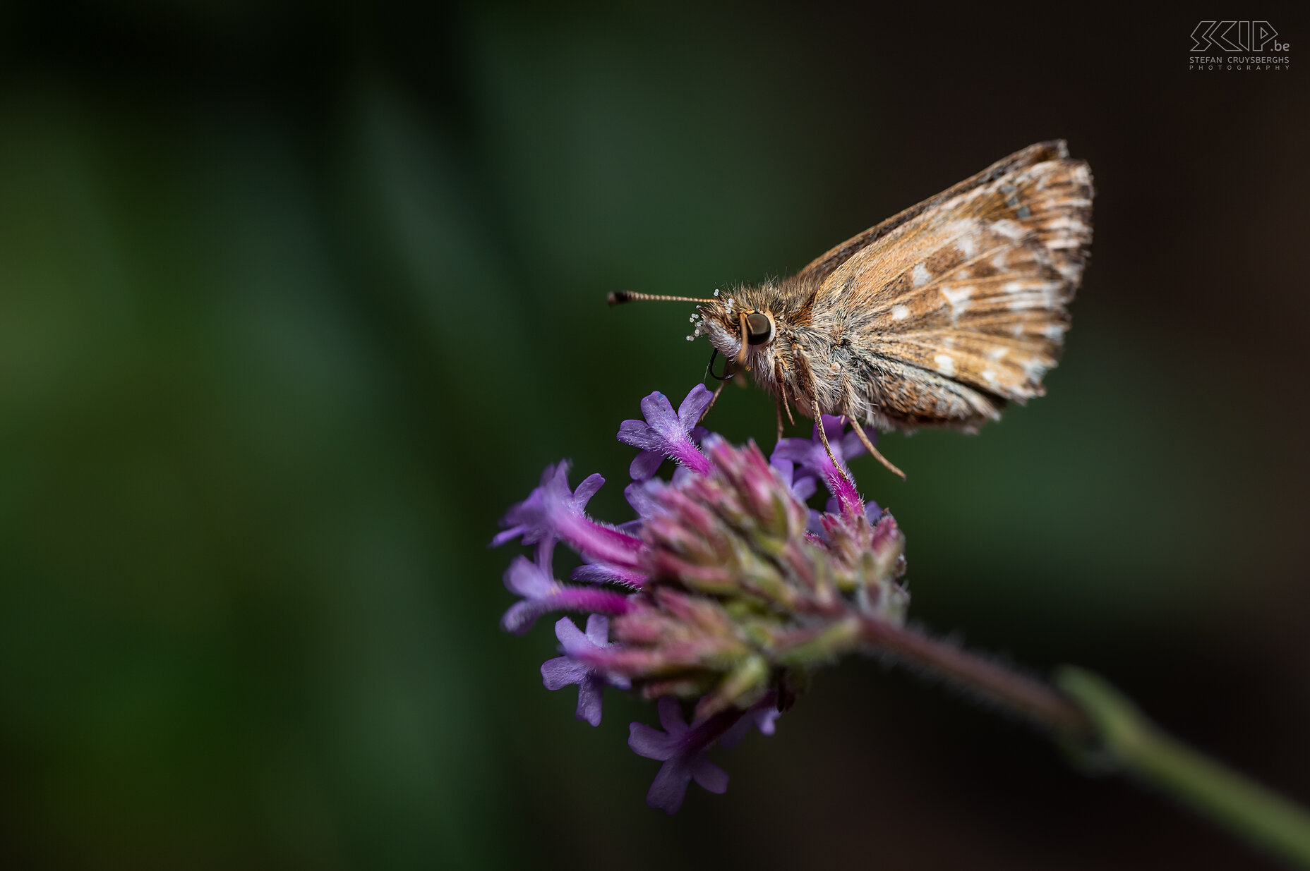 Vlinders - Kaasjeskruiddikkopje Kaasjeskruiddikkopje / Mallow skipper / Carcharodus alceae, Stefan Cruysberghs